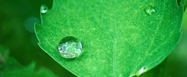 Is the Evidence for Intelligent Design “Undeniable”? One Scientist Makes the Case.